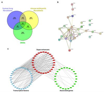 Identification of Potential Pathogenic Super-Enhancers-Driven Genes in Pulmonary Fibrosis